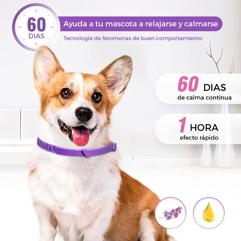 CalmiPet™ | Kit de 3 Collares Calmantes para Perros